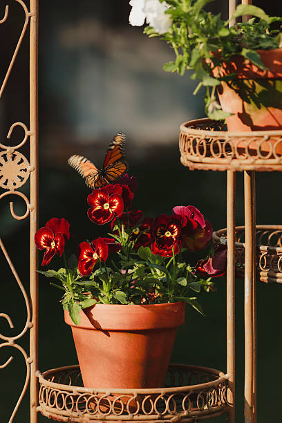 A beautiful monarch butterfly fluttering towards the blossom of a pansy, in a pot on a decorative plant stand. Shot with a Canon 5D Mark IV.