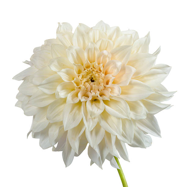 istock Isolated white dahlia flower blossom 2238790939