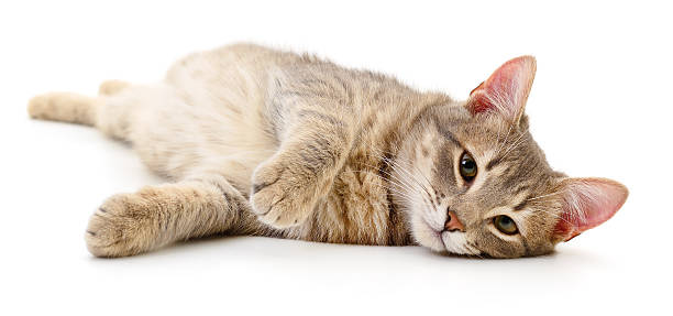 istock Striped domestic cat lying isolated on white background 2238792764