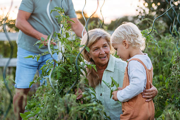 istock Little boy helping grandparents on farm, picking tomatoes. 2238792816
