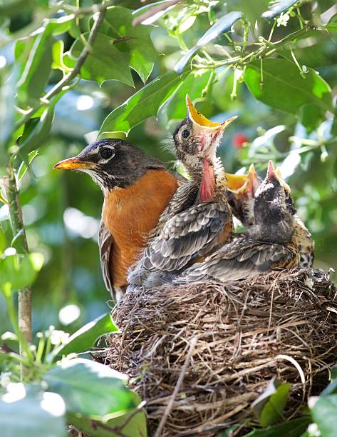 istock American Robin with fledglings on nest 2238793306