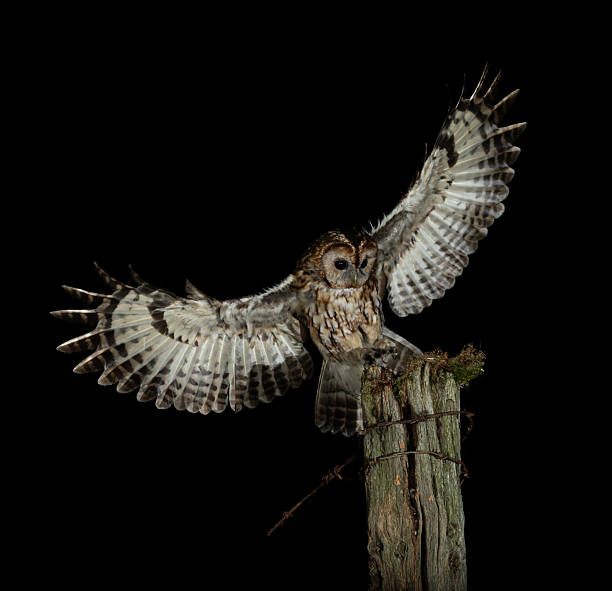 istock Tawny Owl - Strix aluco 2238794182