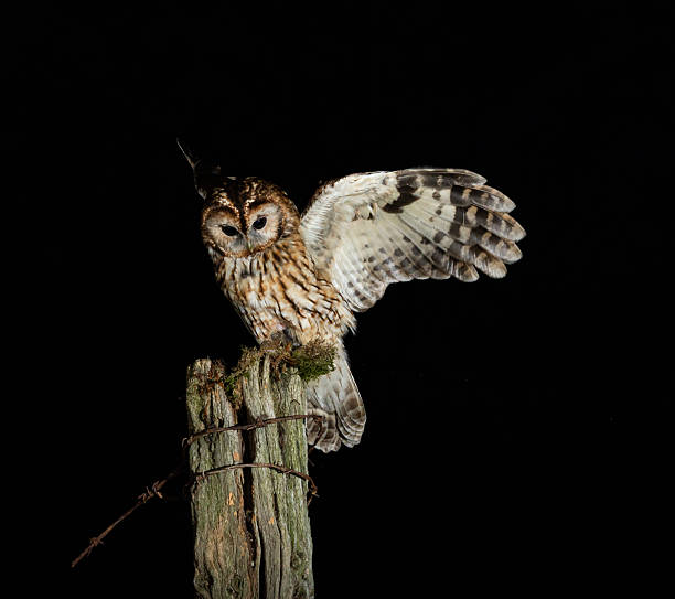 istock Tawny Owl - Strix aluco 2238794183