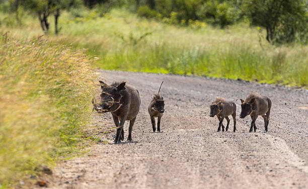 istock Warthog - Phacochoerus africanus 2238794187