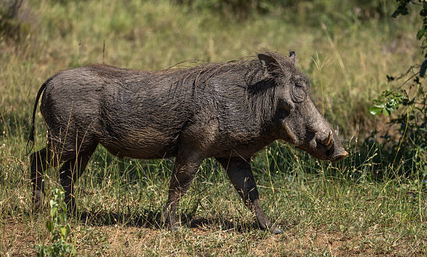 istock Warthog - Phacochoerus africanus 2238794223