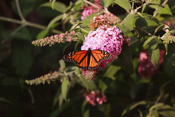 istock Monarch in Butterfly Garden 2238794878