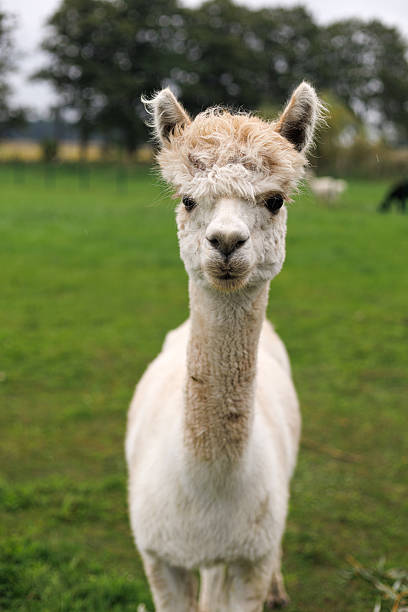 istock Alpaca portrait field 2238795137