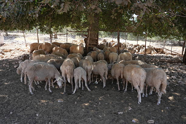 Sheep and Lambs resting together in the pen