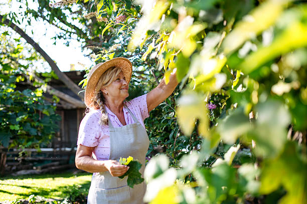 istock Gardener trimming plant outdoors with pruning shears. 2238796496