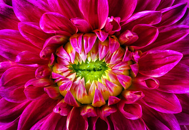 Dahlia flower texture background close up. Natural floral background.