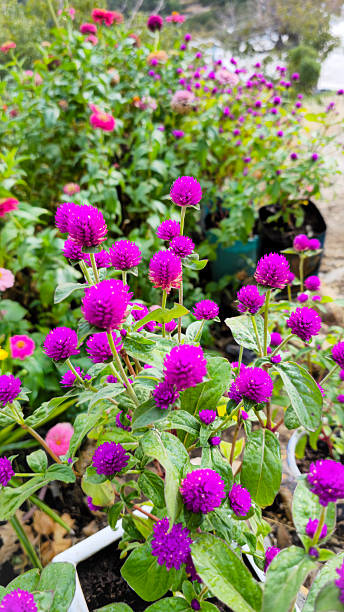 istock Blooming magenta flowers in sunlight 2238796784