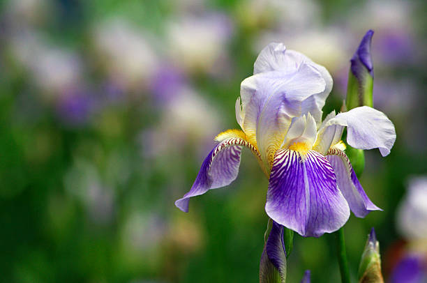 istock colorful iris in the garden. bright spring flowers 2238797254