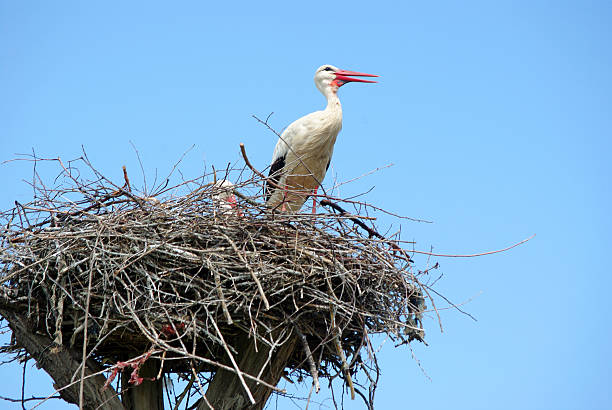 istock stork on the nest. copy space. 2238797377