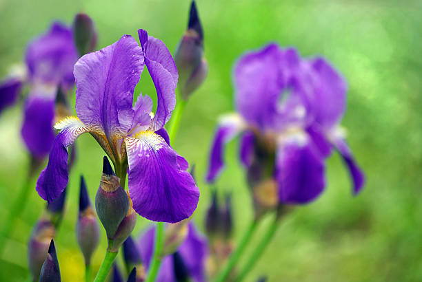 istock Iris flower in the garden. close up. copy space 2238797400