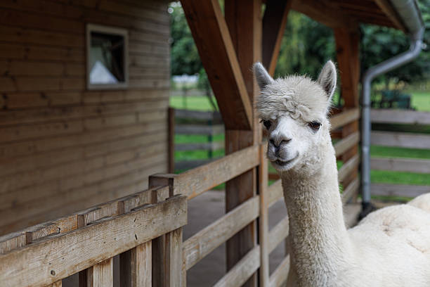 Alpaca near fence