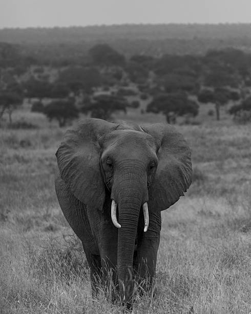istock Giants of Africa 2238801044