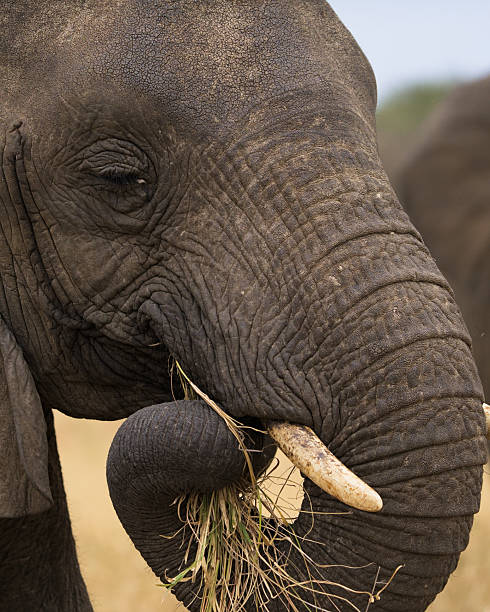 istock Giants of Africa 2238801106