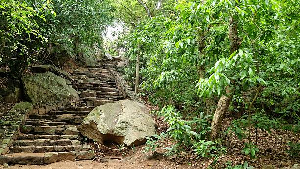 istock green tropical nature - Sri Lanka 2238801771