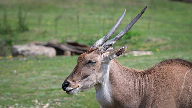 istock Common Eland in a Field Close up 2238802671