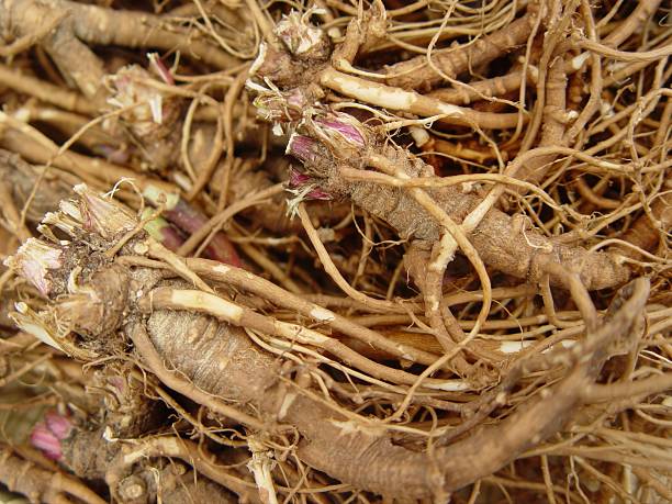Ligusticum sinense, Gobon, a root of Apiaceae herb in Korea, valued for relieving vertex headaches, arthritis, toothache, diarrhea, skin irritation, and inflammation with aromatic warming action. Photographed in Korea.