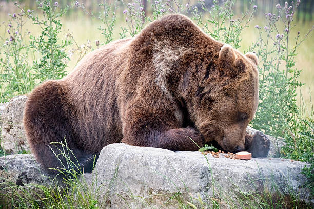 Large Brown Bear Feeding on a Rock