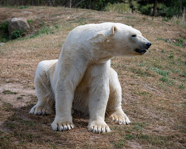 istock Polar Bear Sitting on the Ground 2238803070
