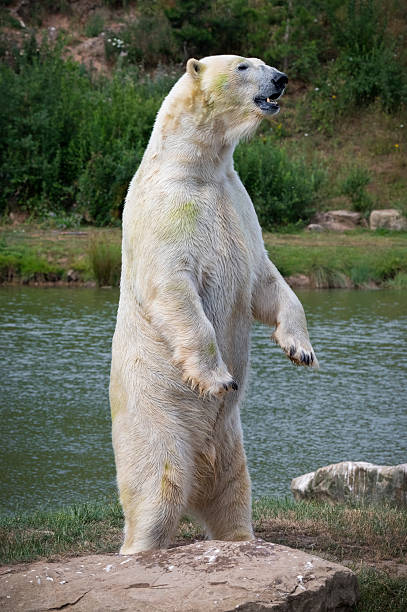 istock Polar Bear Standing Upright on a Rock 2238804103