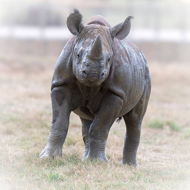 The black rhinoceros or hook-lipped rhinoceros (Diceros bicornis) is a species of rhinoceros, native to eastern and southern Africa.  Ol Pejeta Conservancy also called Sweetwaters Game Reserve, Kenya