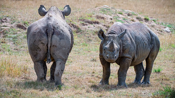istock Mother Black Rhinoceros with Her Calf 2238804176
