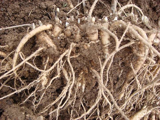 istock Ligusticum sinense, Gobon, Korean medicinal root with warming properties for headache and inflammation relief 2238804301