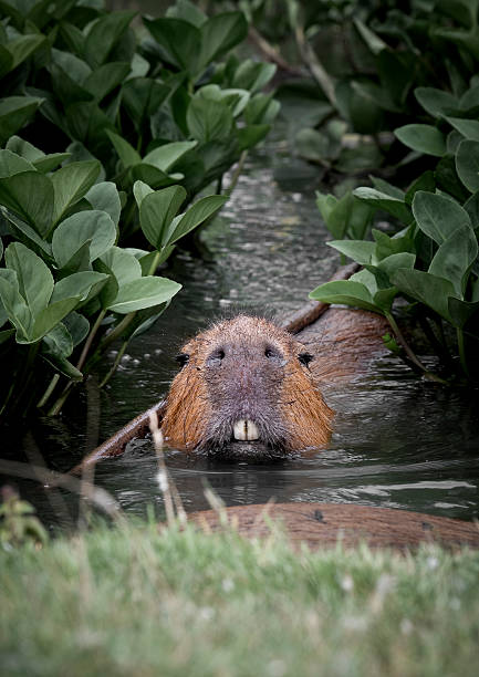 istock Capybara in Water Searching for Food 2238804402