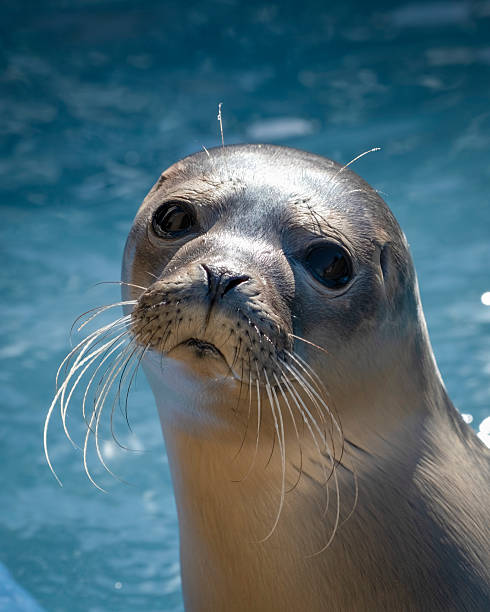 istock Harbour Seal in a Rehabilitation Pool 2238804438