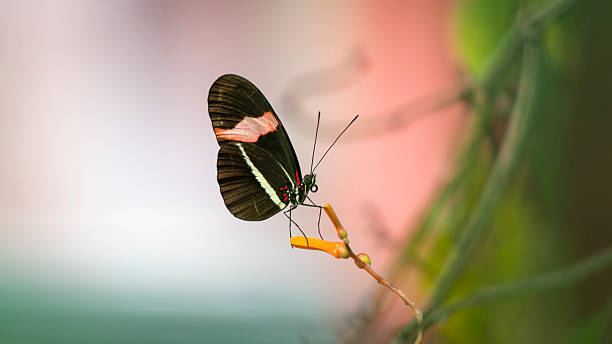 istock Postman Butterfly with Orange and Black Wings 2238804459