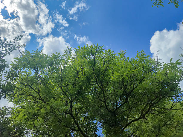 istock A vibrant tree reaches towards the blue sky adorned with fluffy white clouds. The lush green leaves reflect sunlight, creating a serene outdoor environment. 2238804850
