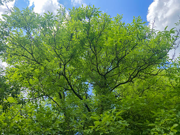 A vibrant green tree viewed from below, showcasing the dense foliage against a bright blue sky with fluffy clouds. Perfect for nature-themed projects or environmental awareness.