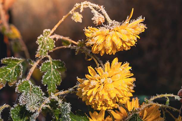 Close-up of yellow flowers covered in frost, capturing the beauty of a cold morning. The image showcases the delicate details of the frozen petals and leaves.