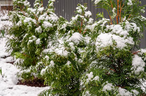 Snow-covered evergreen trees in the morning light, a serene winter scene.