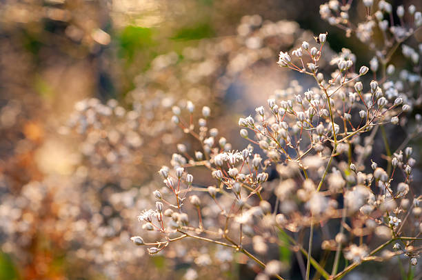 istock Close-up of tiny white flowers on thin stems, glowing in warm, golden evening light. 2238806382