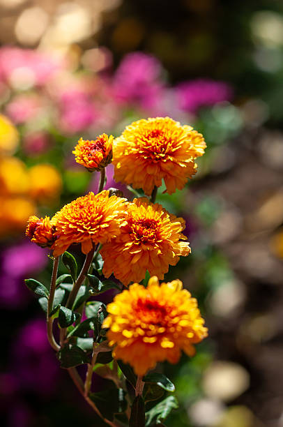 istock Selective focus on blooming orange chrysanthemums, highlighted by sunlight and a dreamy background. 2238806432