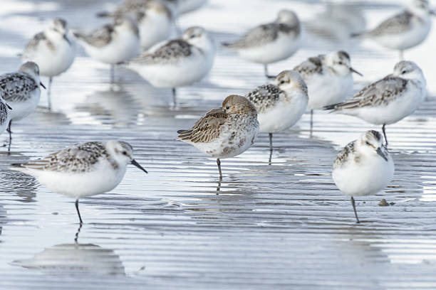 istock Group of three-toed sandpipers 2238806433