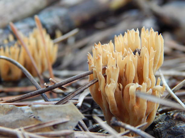 istock Coral fungus in the forest 2238808335