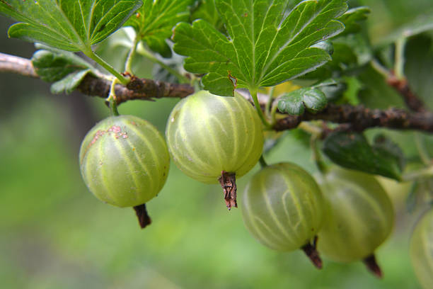 Branch bush of gooseberry with ripe berries