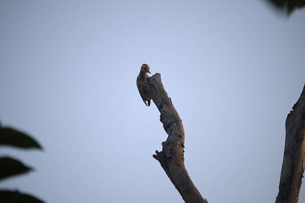 istock Dryobates woodpecker 2238811802