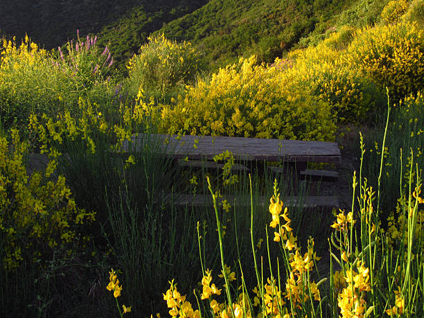 Wood Bench Surrounded by Yellow Wildflowers in the Forest