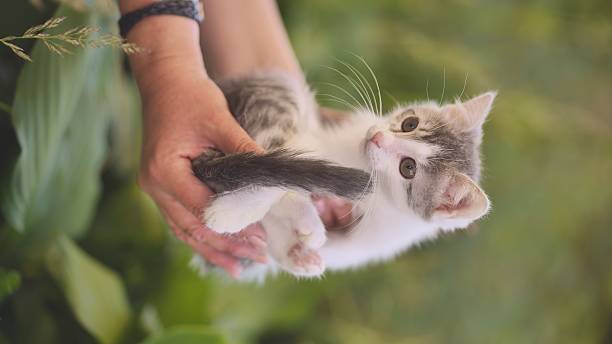 istock A woman holds a shivering kitten outside. Verical view. 2238818390