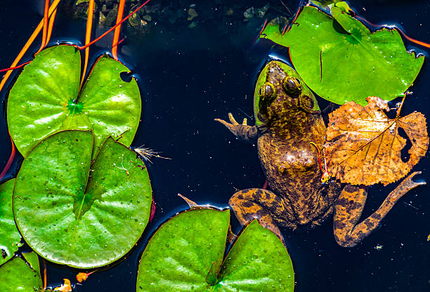 Green-skinned frogs with dark spots on the stagnant water of a lagoon with aquatic plants.  small amphibians.  Freshwater reptiles.