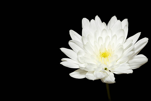 image of a still life shot of nature flowers, lillies, wheat coffee beans or rolled paper, black and white or colour depth of field