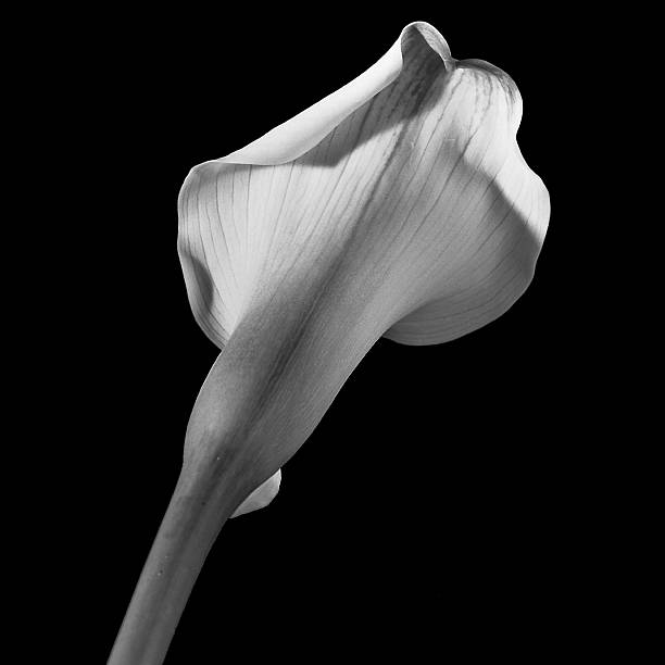 istock Still Life Photography 2238823460