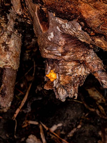 istock One Very Tiny Yellow Stageshorn Fungus Growing On Log. 2238825025