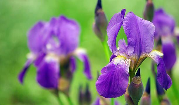 istock Iris flower in the garden. close up 2238825085